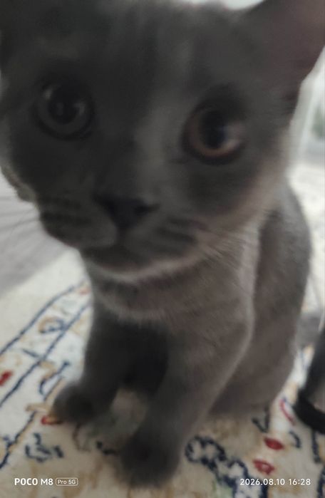 продам породистого котёнка