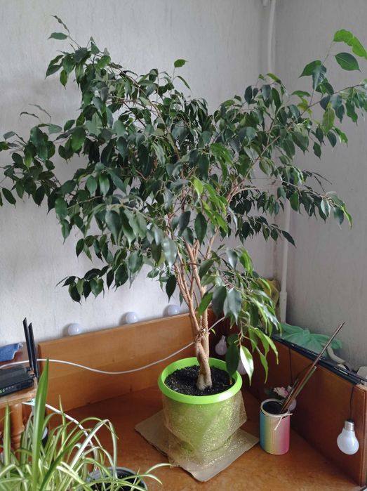 Цветна магия на достъпни цени!