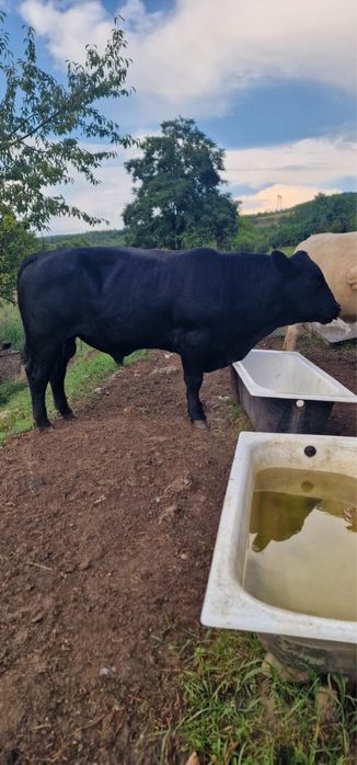 Vând doi tauri un baltat și un angus