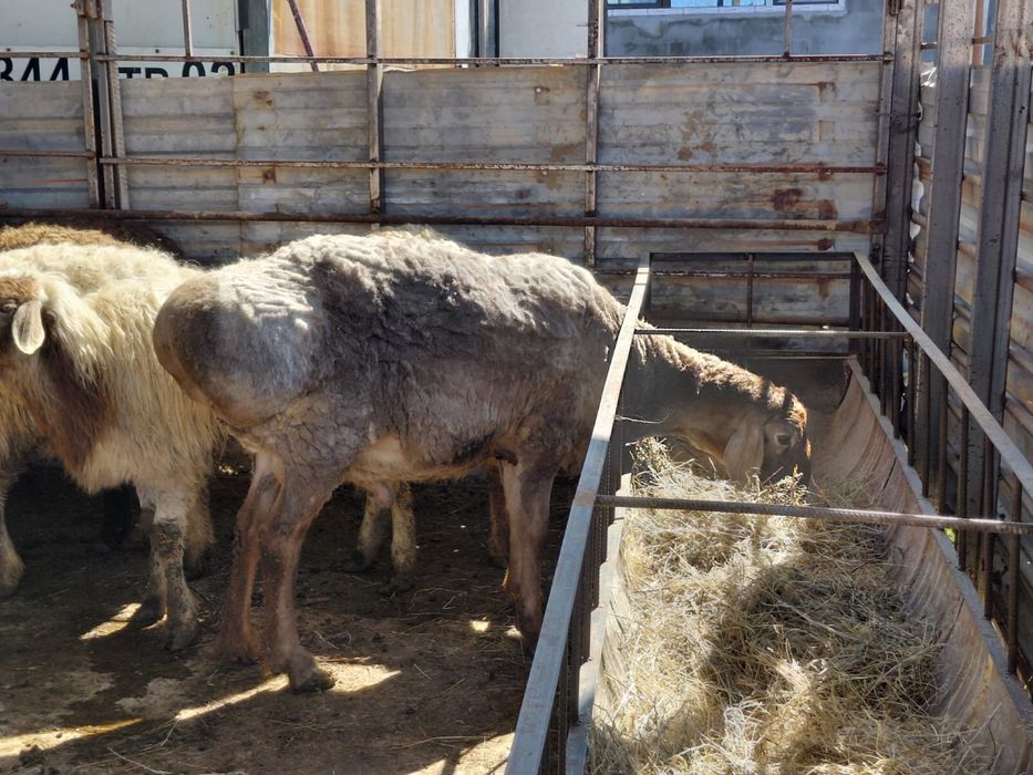 Баран / қошқар/ Кошкар/ Арашан / Гисар /