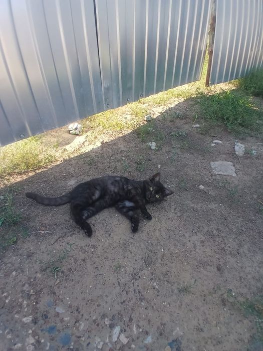 Отдам в добрые руки
