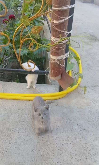 Продается котята