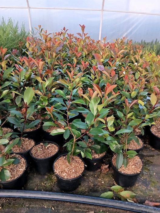Photinia Red Robin, gard viu