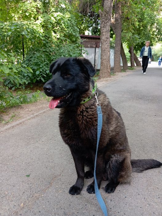 Собака ищет хороший дом