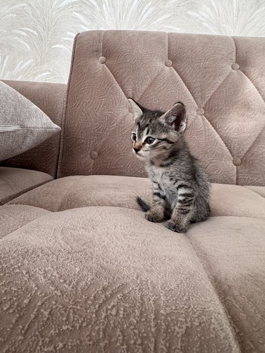 Отдам котенка в хорошие руки