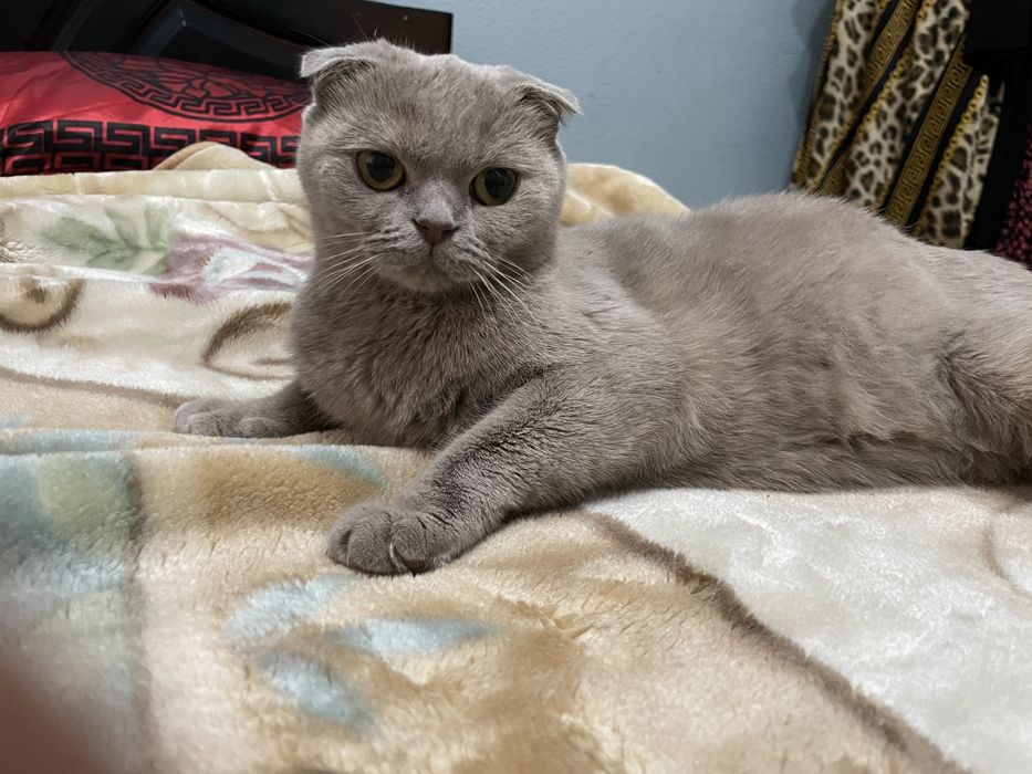 srochno : Britanskie koshki очень дружелюбный  имя *Анта* Пол: женский