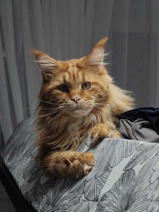 Котята породы Мейн-кун