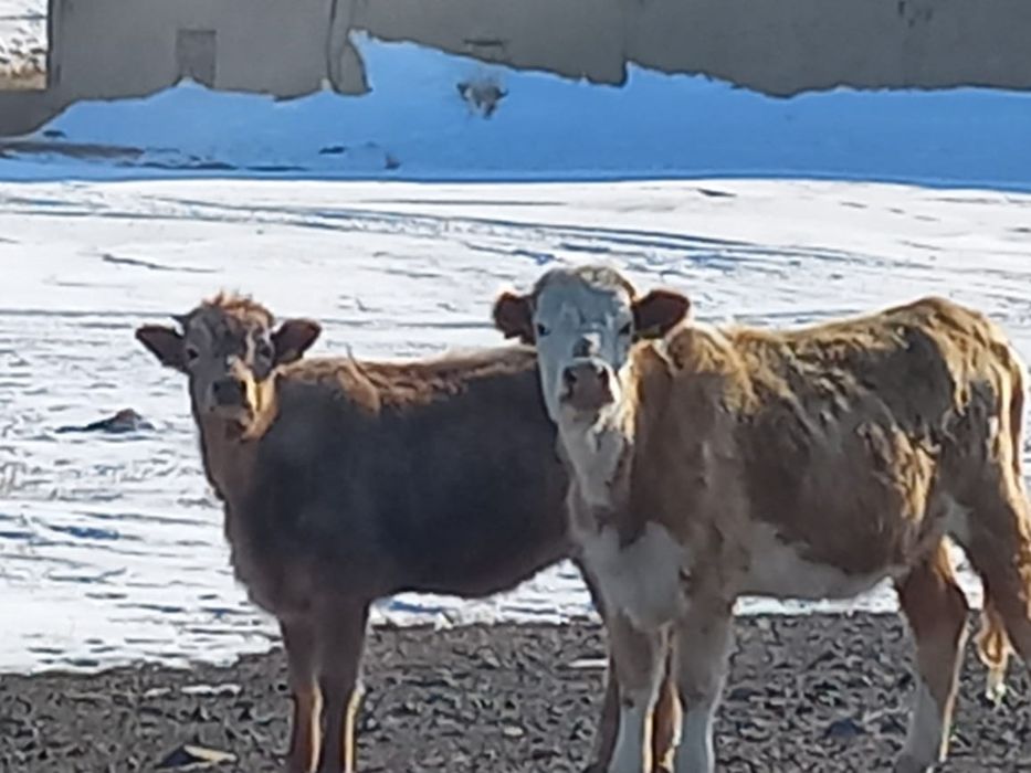 Тайыншалар, сиырлар бузауларымен сатылады