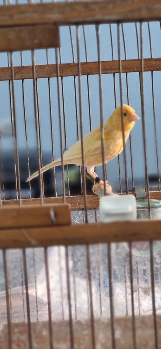 Канарейка самец шмель ярый/Шмель тайёр нар