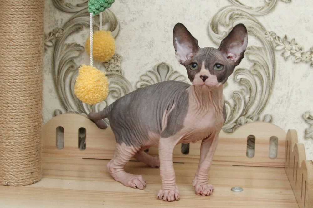 Малыши - сфинксы