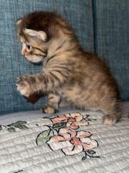 Милая девочка кошечка