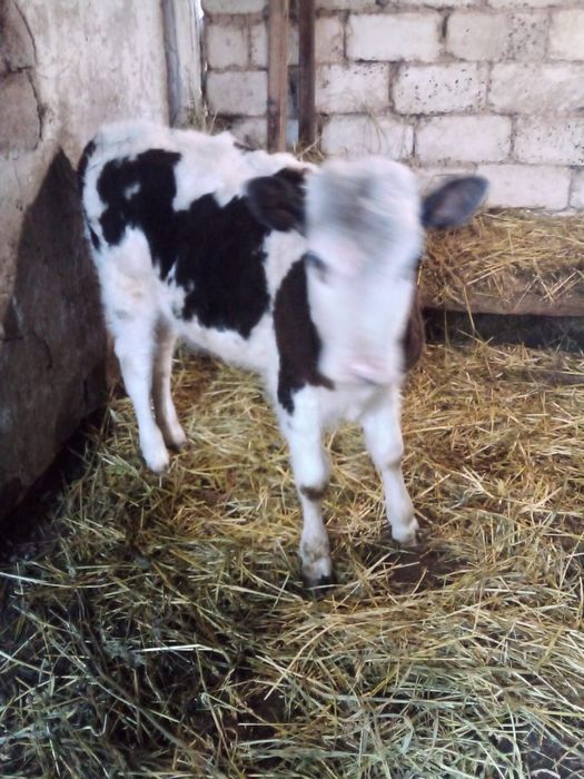 Продаётся телка шесть месяцев