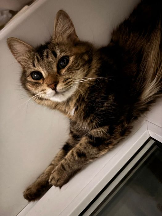 Отдам в хорошие руки кошечку