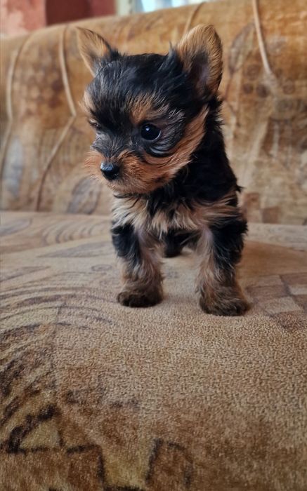 Йоркширски териер