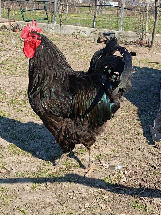 De vânzare cocoși de rasă Combatant indian, Wyandotte, Araucana și Jer