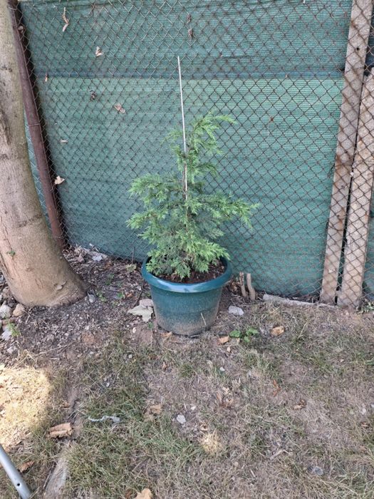 Кипарис, лейланд.