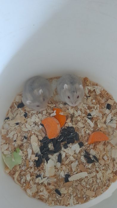 Хомячков джунгарских