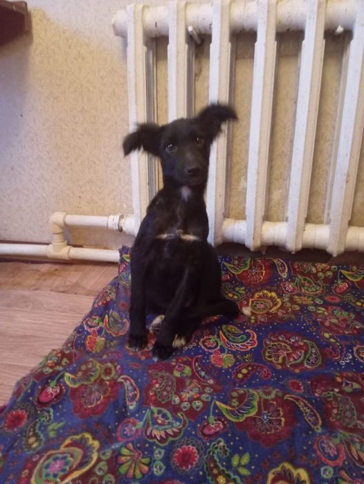 Отдам щенка в добрые руки.