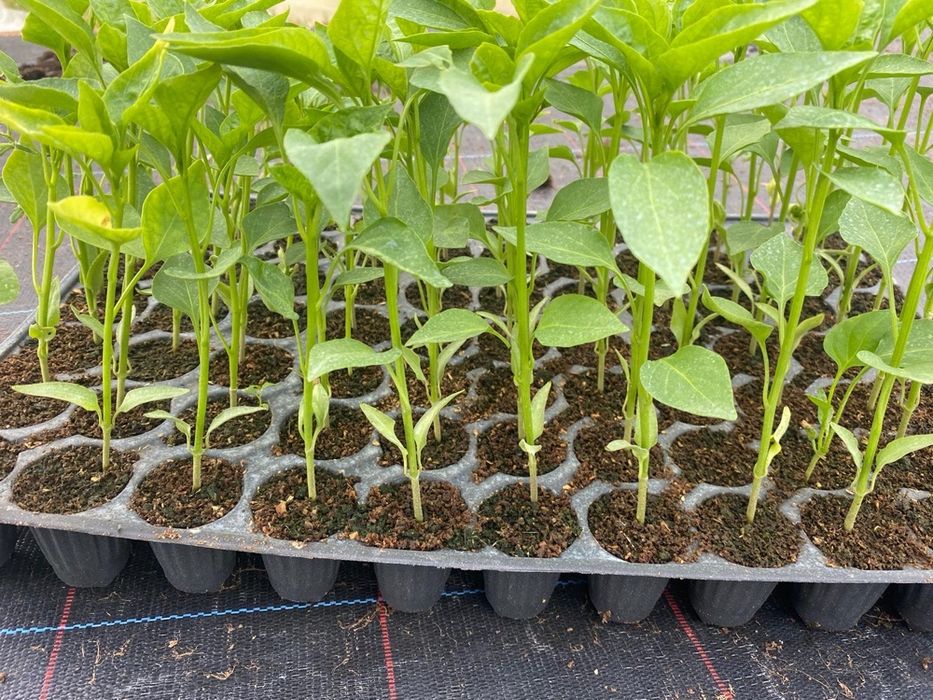 Rasad ardei / Rasaduri de ardei kapia ureche de elefant