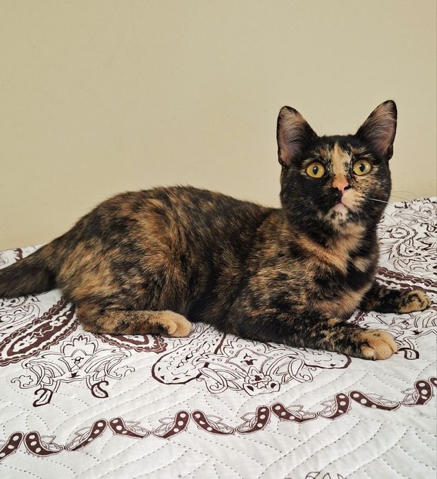 Ищет дом маленькое счастье ..Стерелизована