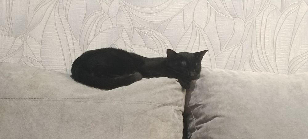 Котенок ищет дом