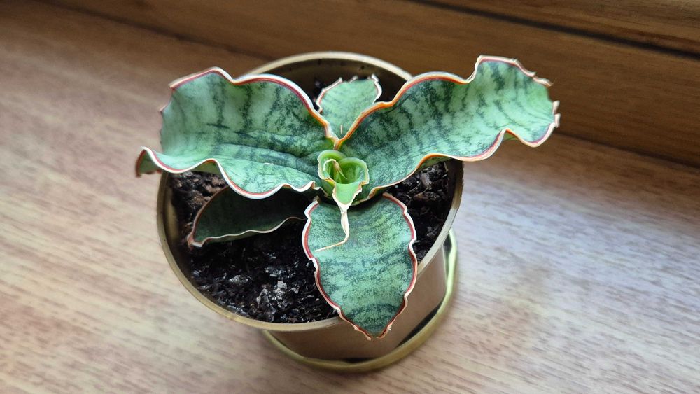 Экзотическая сансевьерия Кирки Сильвер блю комнатные цветы.