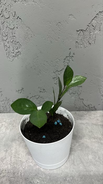 Цветы комнатные