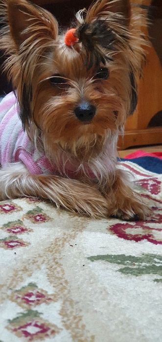 Передержка собак.