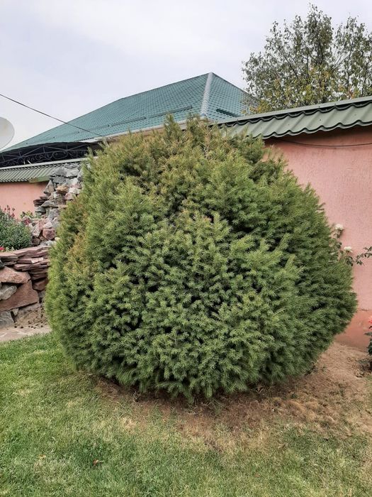 3 пышные ёлки продаются!