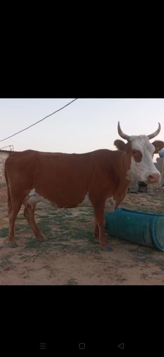 Сиыр сатылады семіз. 450.