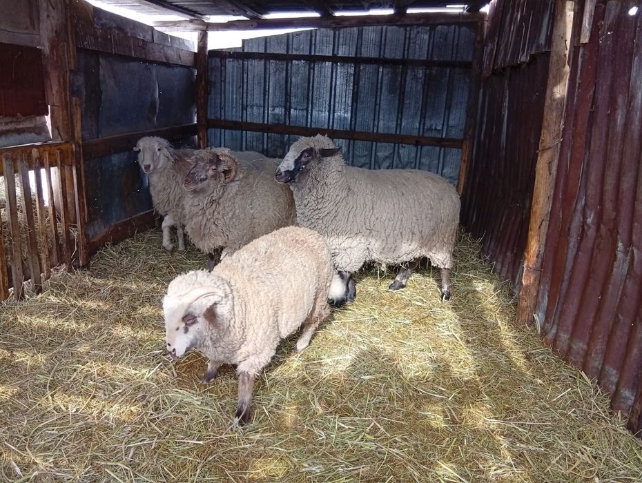 Продам баранов двух самцов и двух самок