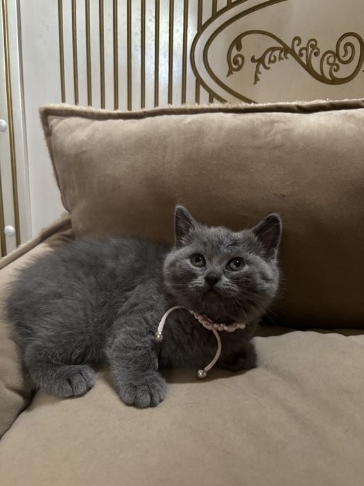 Продам вислоухих котят