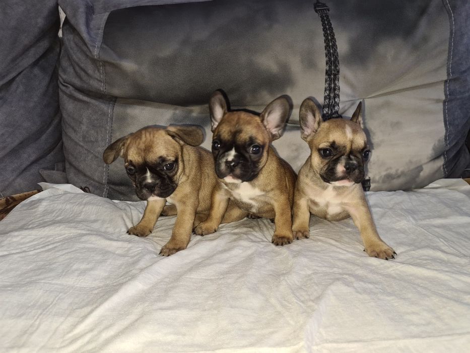 Продам щенков французского бульдога.