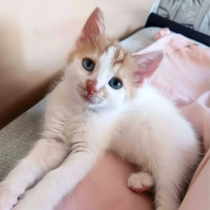 Мъжки котета на 3 месеца търсят дом