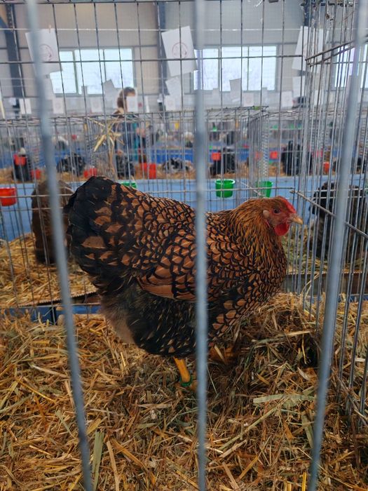 Ouă pt incubat wyandotte GSG
