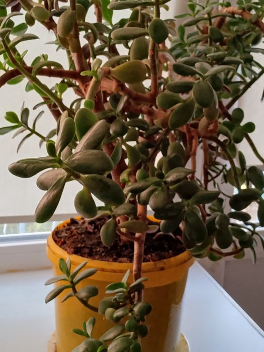 Разное. Фарфоровый набор "РЫБКИ".