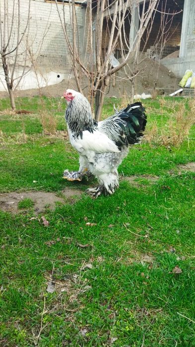 Брама хурозлар сотилади