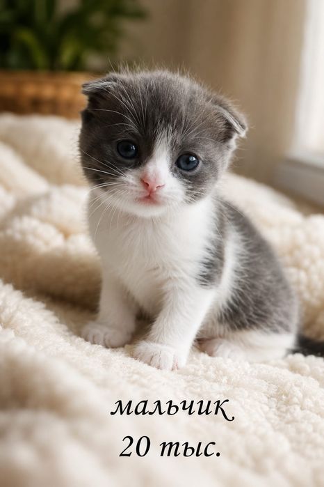 Котята шотландцы