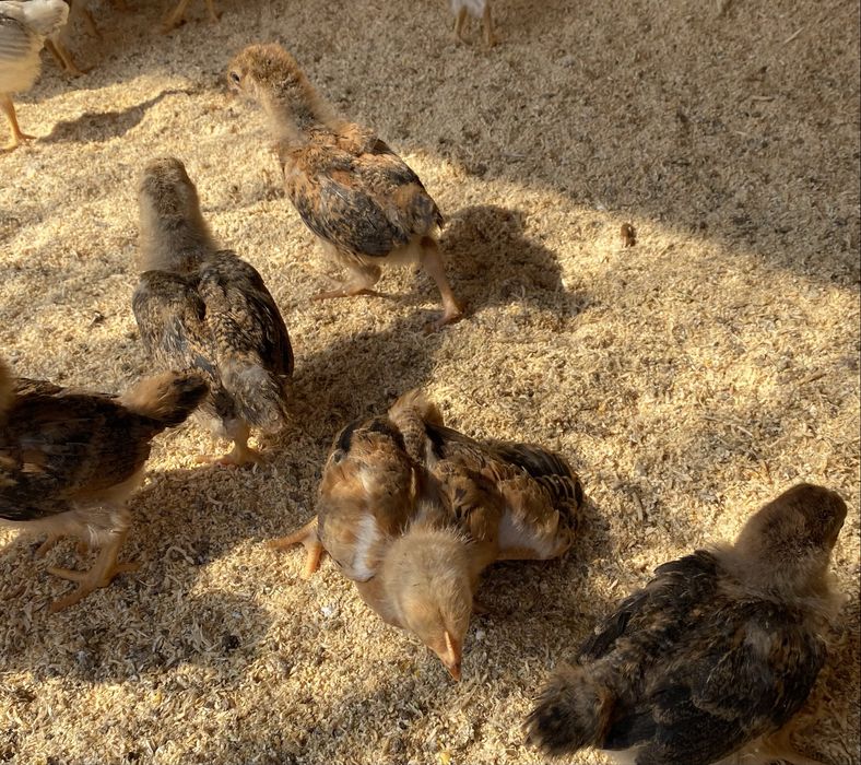 Цыплята Кучин юбилейный