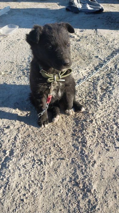 Отдам щенка подкидыша