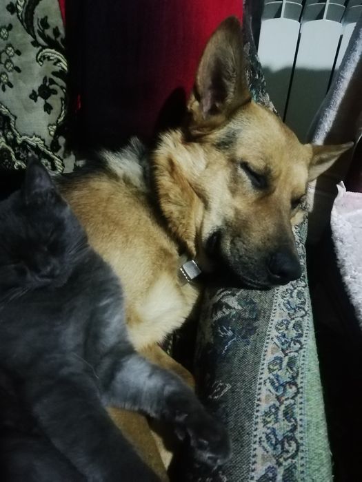 Немецкая овчарка