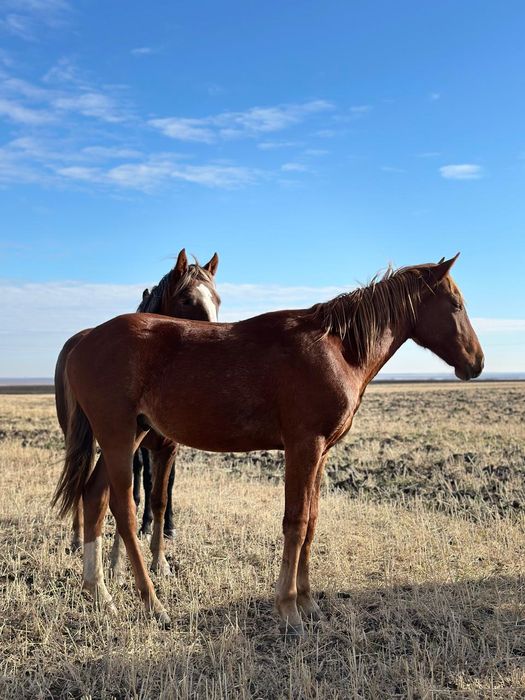 Продам тай Қостанайской породы.