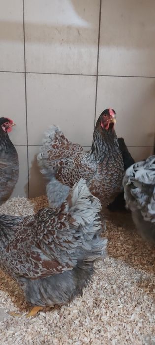 Ouă pt incubat (wyandotte auriu albastru)