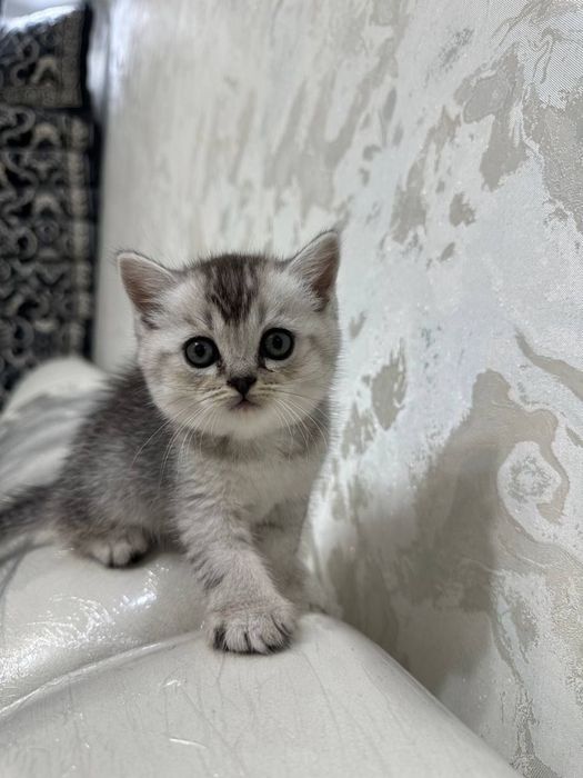 Scottish Fold (шотландская вислоухая)