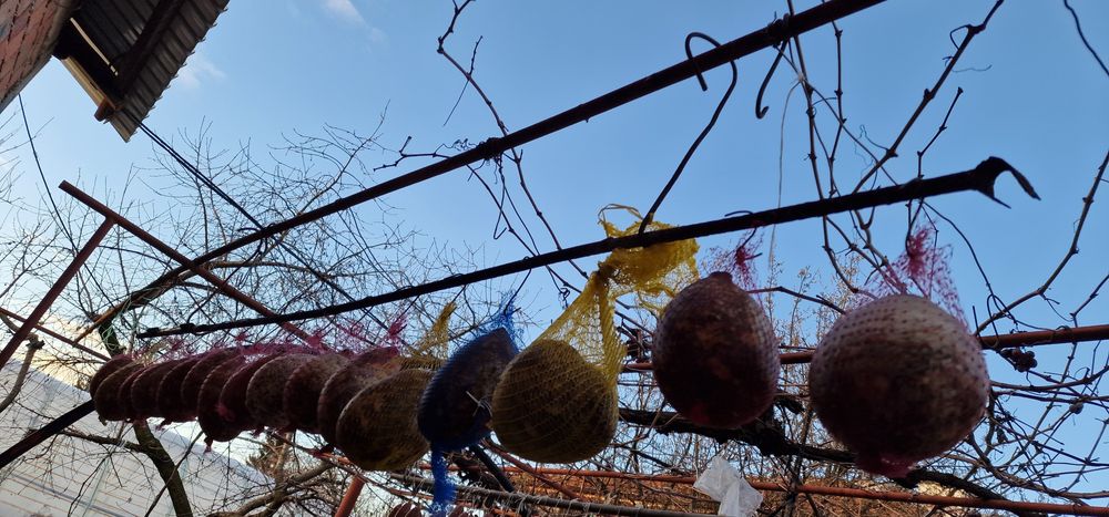 Продавам Пуски от домашни прасета