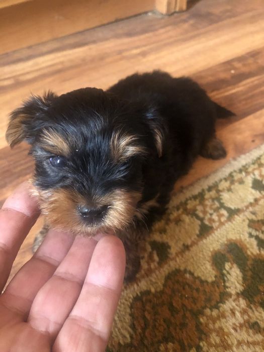 Yorkshire Terrier mini