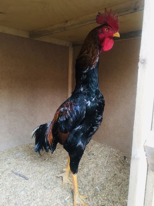 Konotopda jinsiy aloqa uchun qizlar