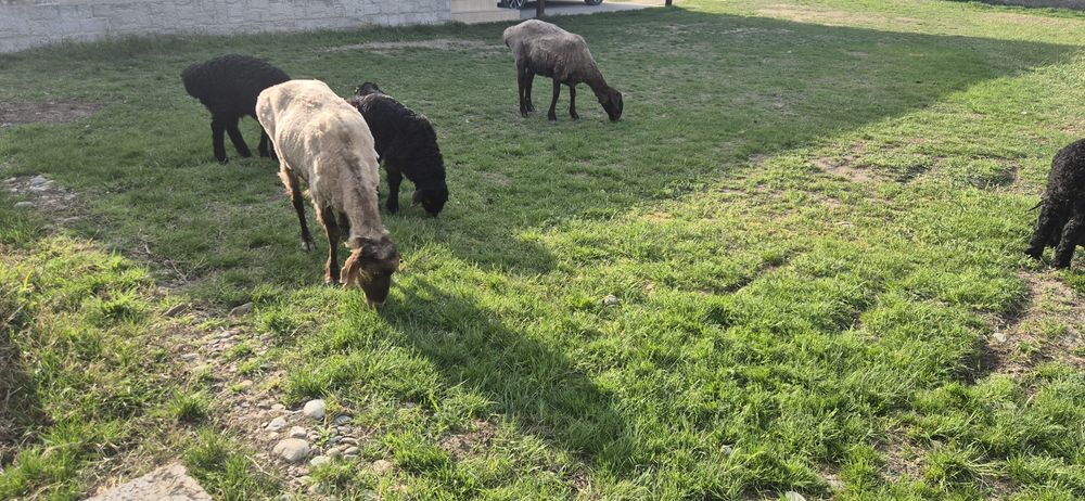 Қозылы қой сатылады