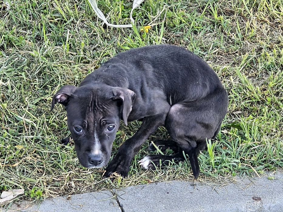 Кученце търси дом