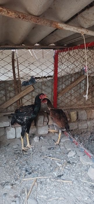 Куланги жужала сотилоди , 1 хуроз 5 товук , 4 айлик, 250дан галишилади